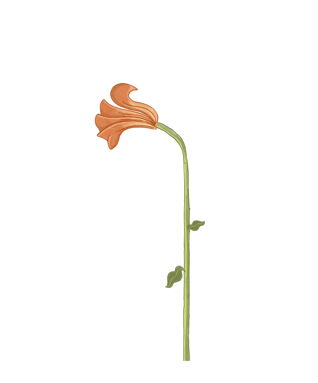 Cervical Cancer Screening illustration