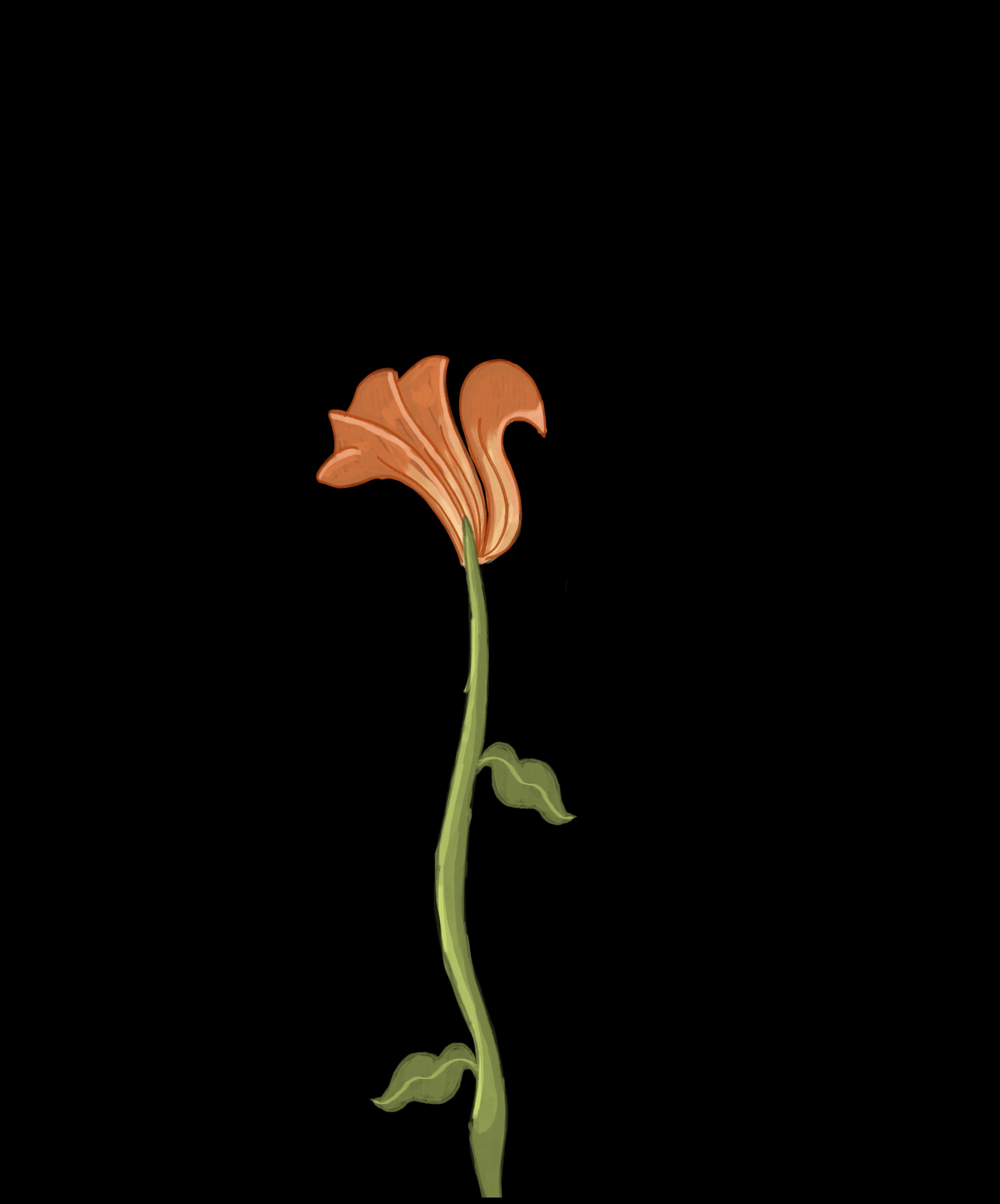 Cervical Cancer Screening illustration