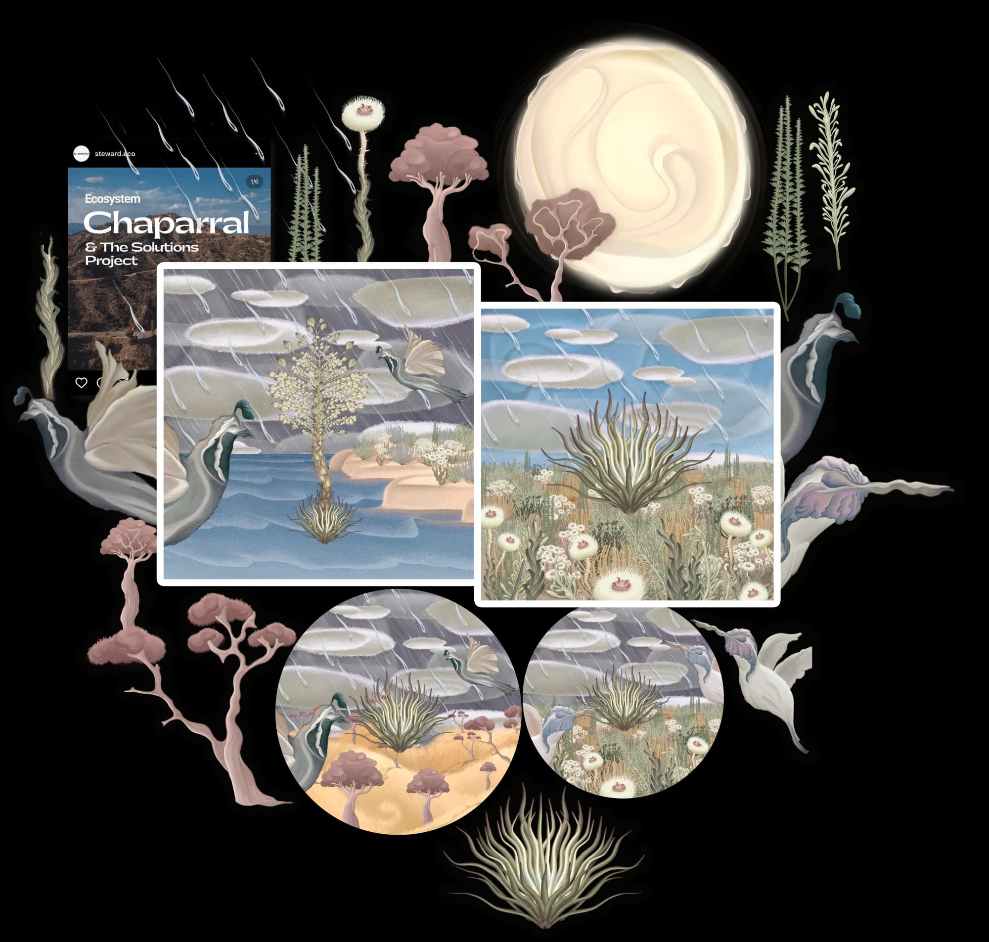 Steward Chaparral ecosystem illustration